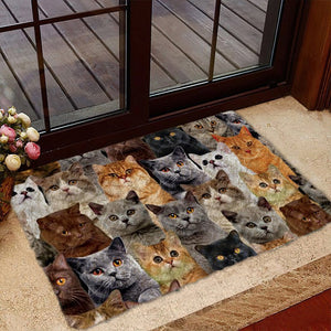A Bunch Of British Shorthair Cats Doormat
