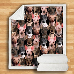 You Will Have A Bunch Of American Hairless Terriers - Blanket V1