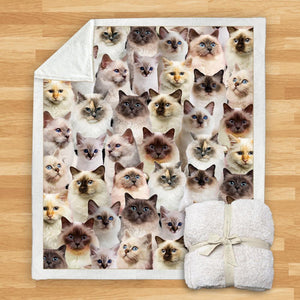 You Will Have A Bunch Of Birman Cats - Blanket V1