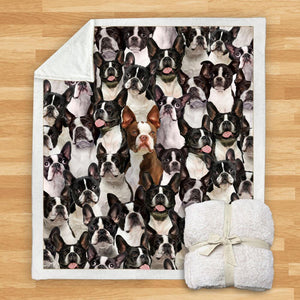 You Will Have A Bunch Of Boston Terriers - Blanket V1