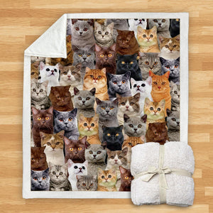 You Will Have A Bunch Of British Shorthair Cats - Blanket V1