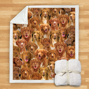 You Will Have A Bunch Of Nova Scotia Duck Tolling Retrievers - Blanket V1