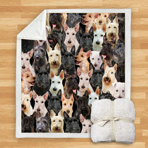 You Will Have A Bunch Of Scottish Terriers - Blanket V1