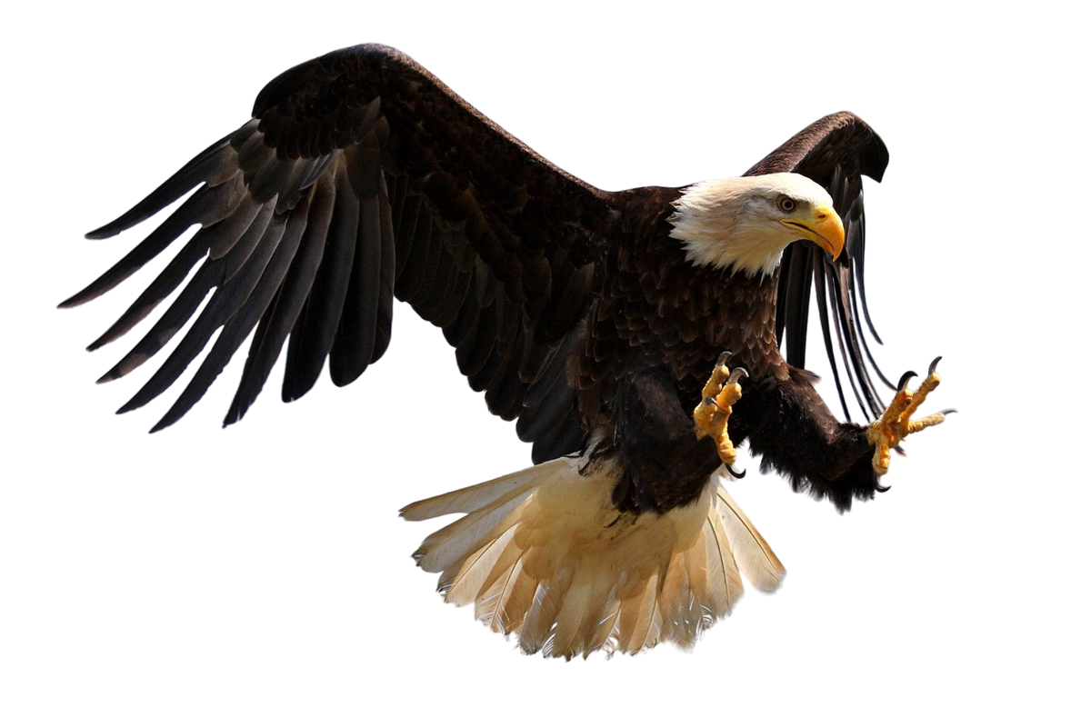 Eagle Keychain-Perfect Gift for Eagle Lover