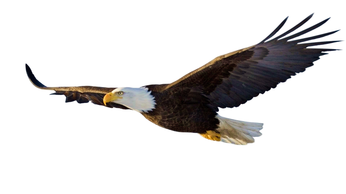 Eagle Keychain-Perfect Gift for Eagle Lover
