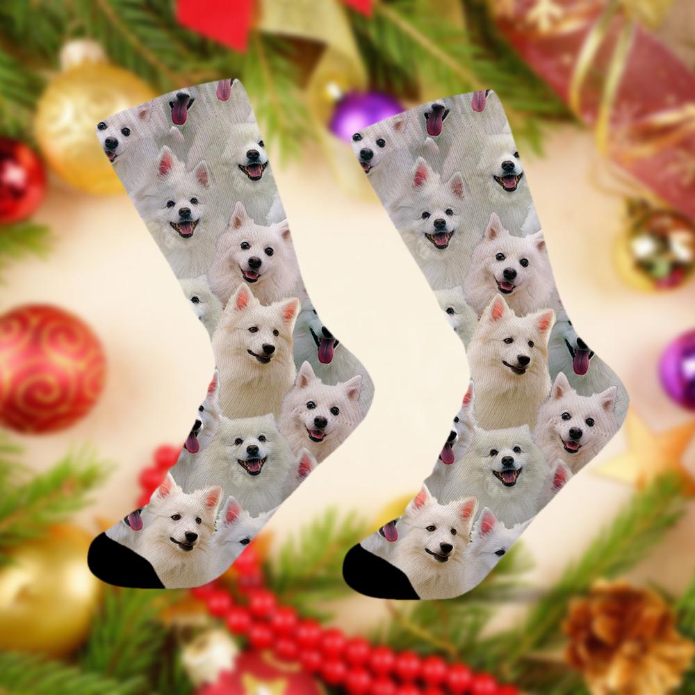 A Bunch Of American Eskimos Socks