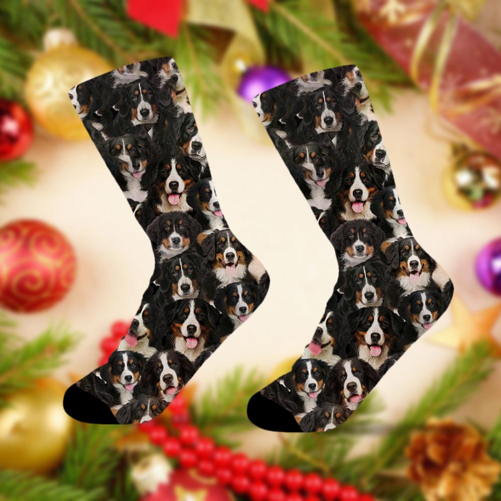 A Bunch Of Bernese Mountains Socks
