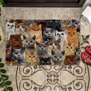 A Bunch Of British Shorthair Cats Doormat