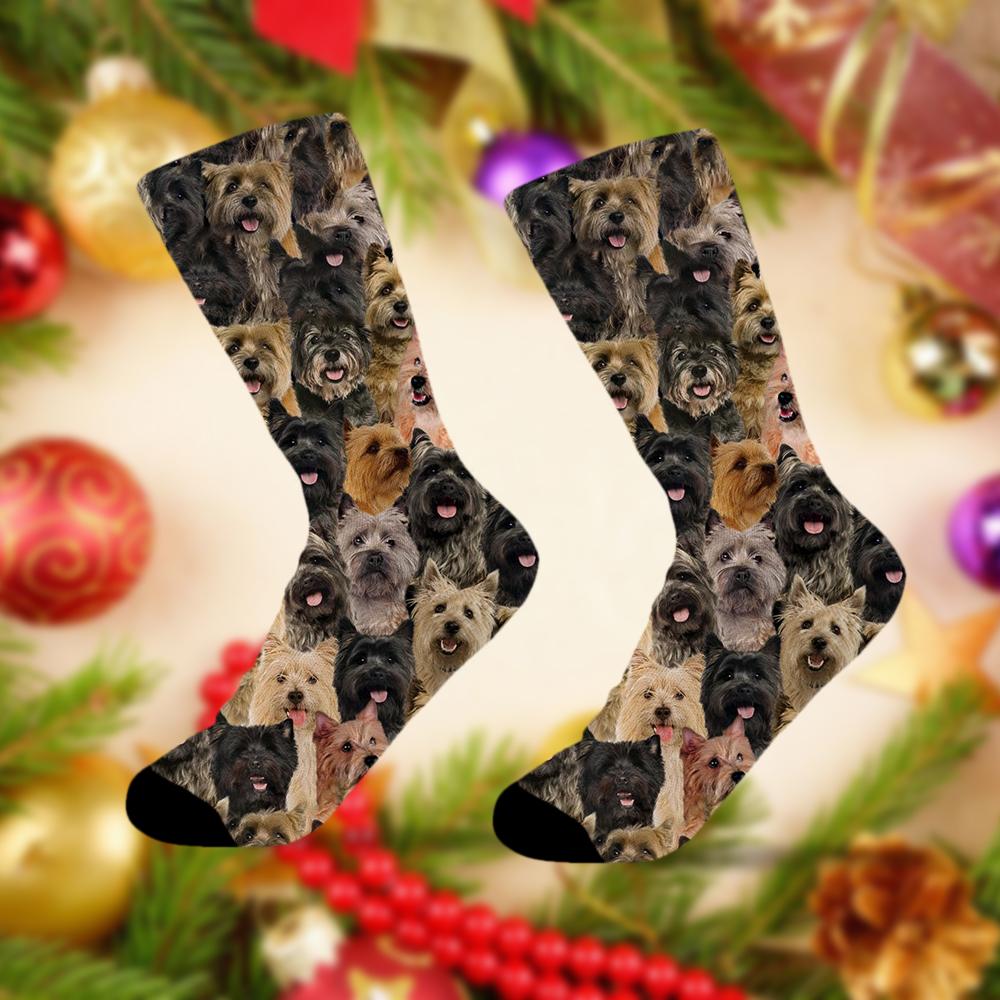 A Bunch Of Cairn Terriers Socks