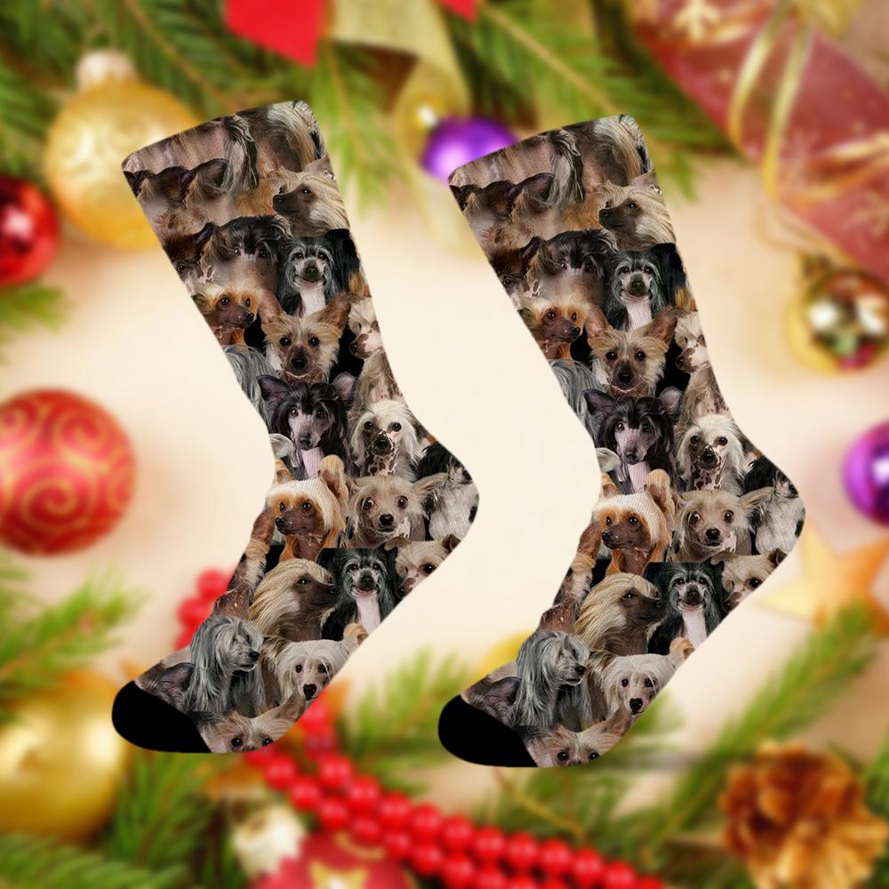 A Bunch Of Chinese Cresteds Socks