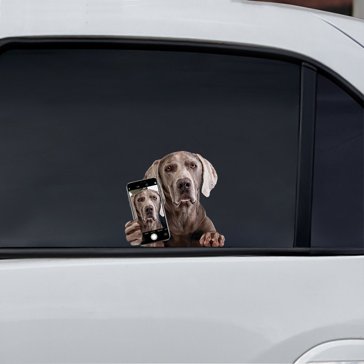 Do You Like My Selfie - Weimaraner Car/ Door/ Fridge/ Laptop Sticker V1