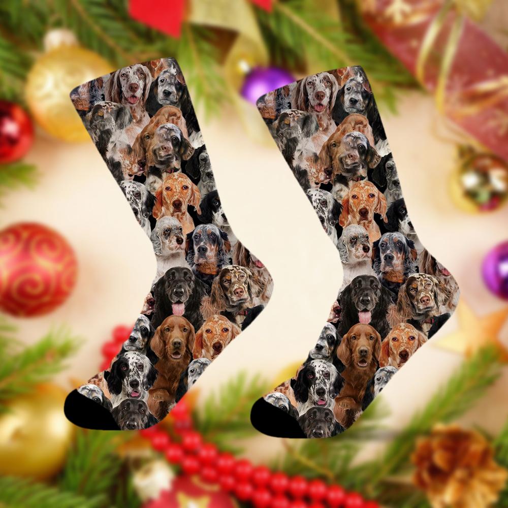 A Bunch Of English Setters Socks