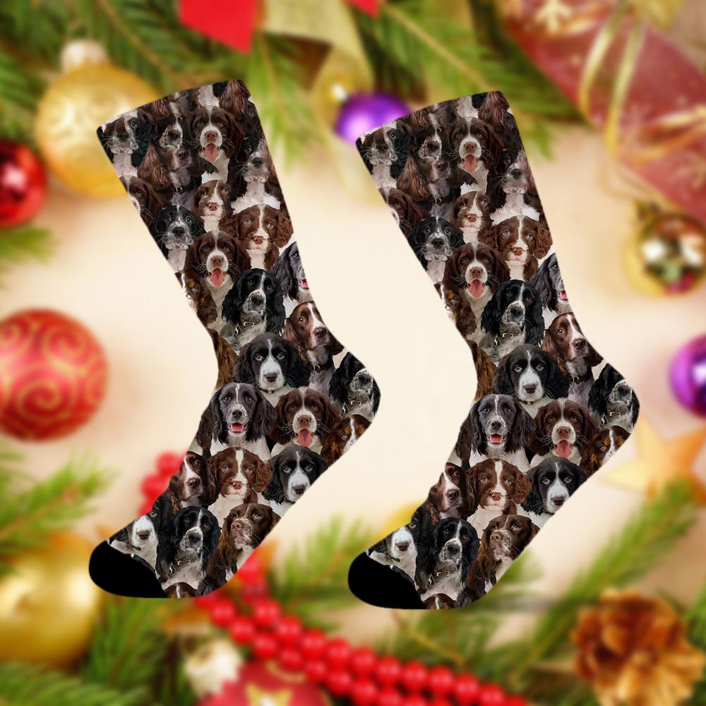 A Bunch Of English Springer Spaniels Socks