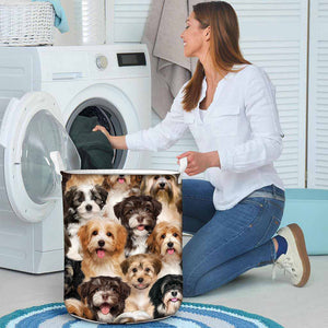 A Bunch Of Havaneses Laundry Basket