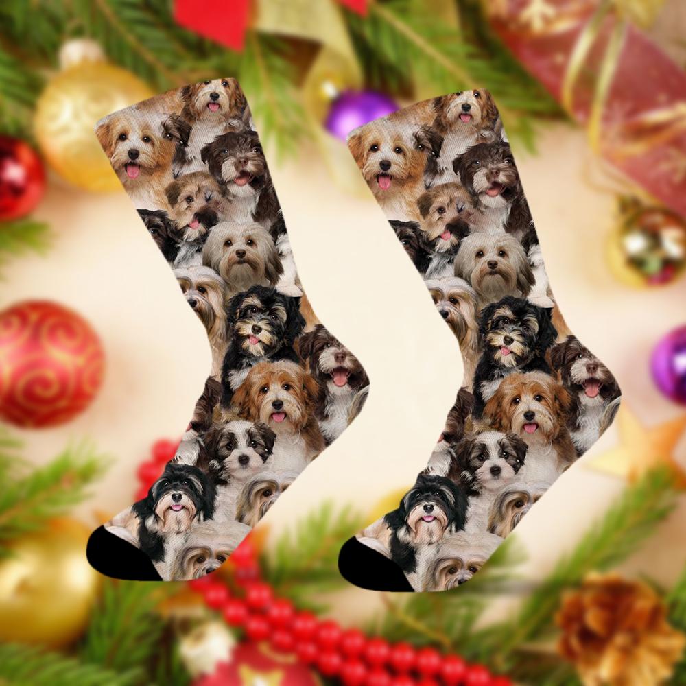 A Bunch Of Havaneses Socks