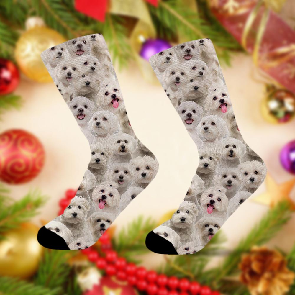 A Bunch Of Malteses Socks