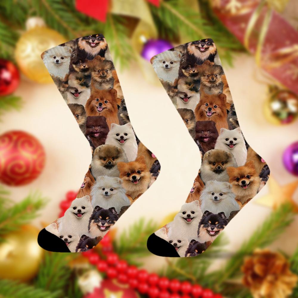 A Bunch Of Pomeranians Socks